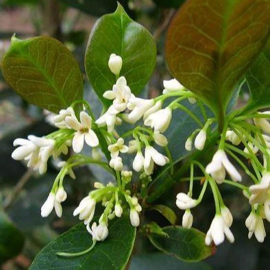 Fragrant Tea Olive - Image 3