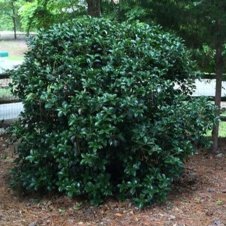Fragrant Tea Olive - Image 4