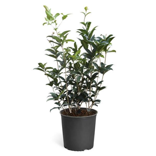 Fragrant Tea Olive - Image 5