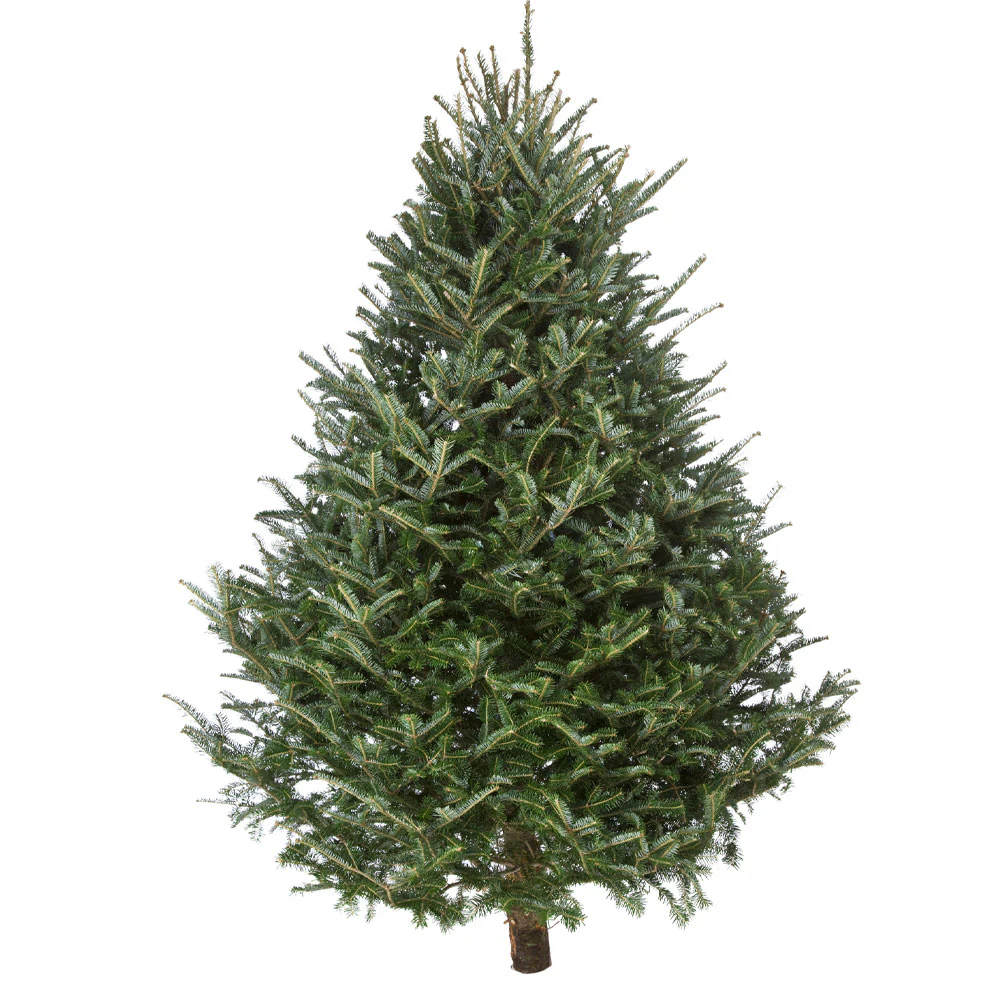 Fresh Cut Christmas Tree - Fraser Fir - Image 2