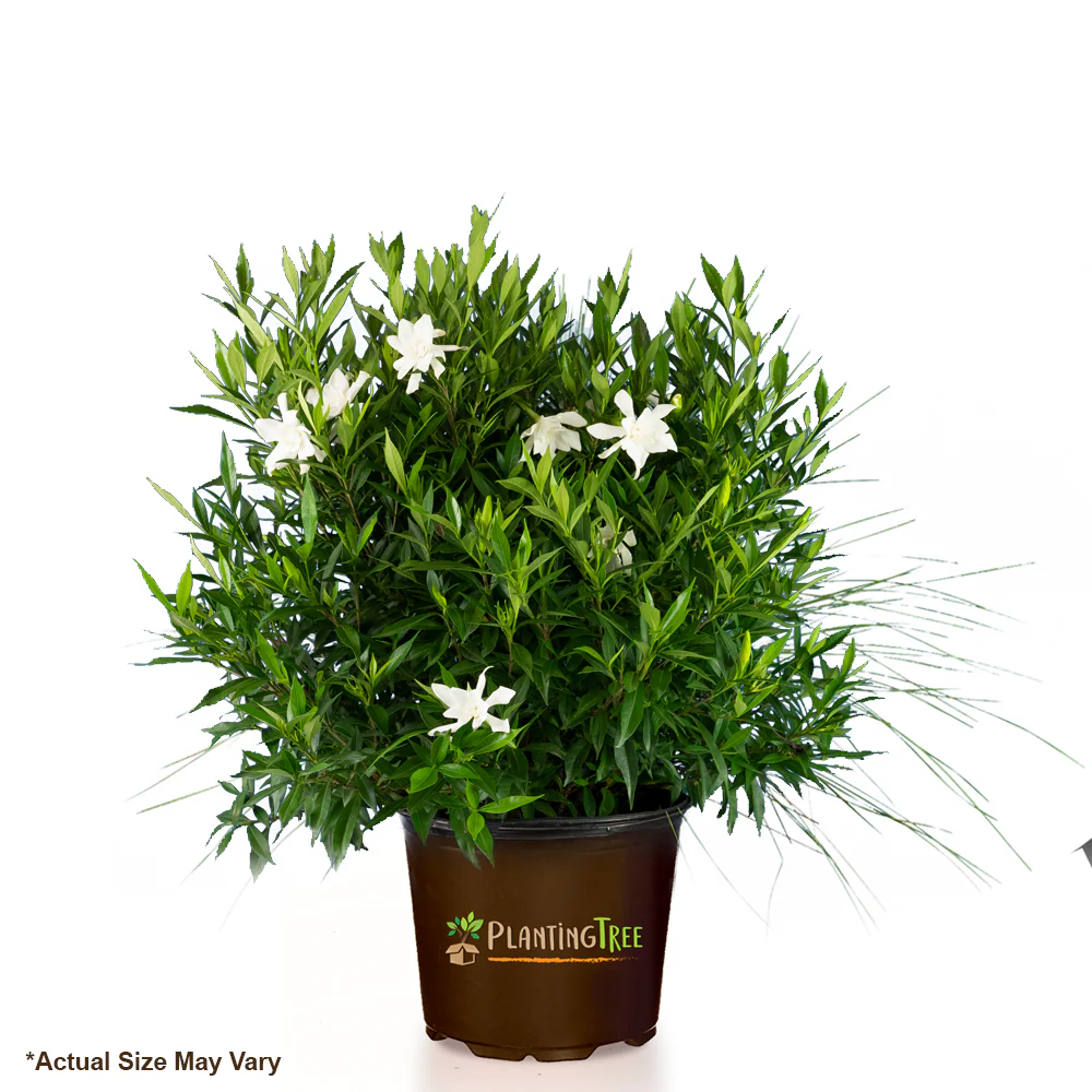 Frost Proof Gardenia - Image 3