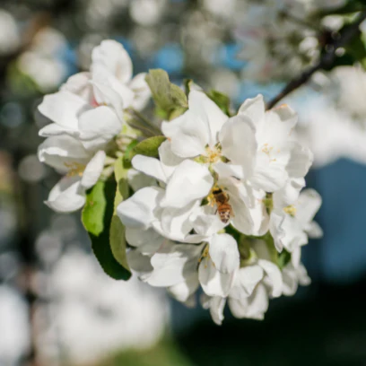 Fuji Apple Tree - Image 3