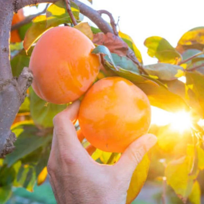 Fuyu Persimmon Tree - Image 3