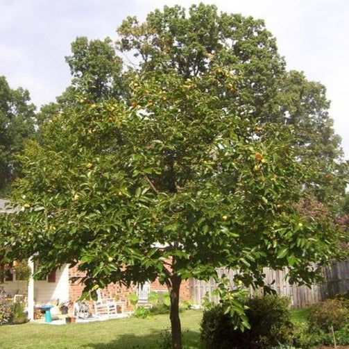 Fuyu Persimmon Tree - Image 4