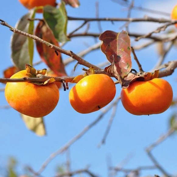 Fuyu Persimmon Tree - Image 6