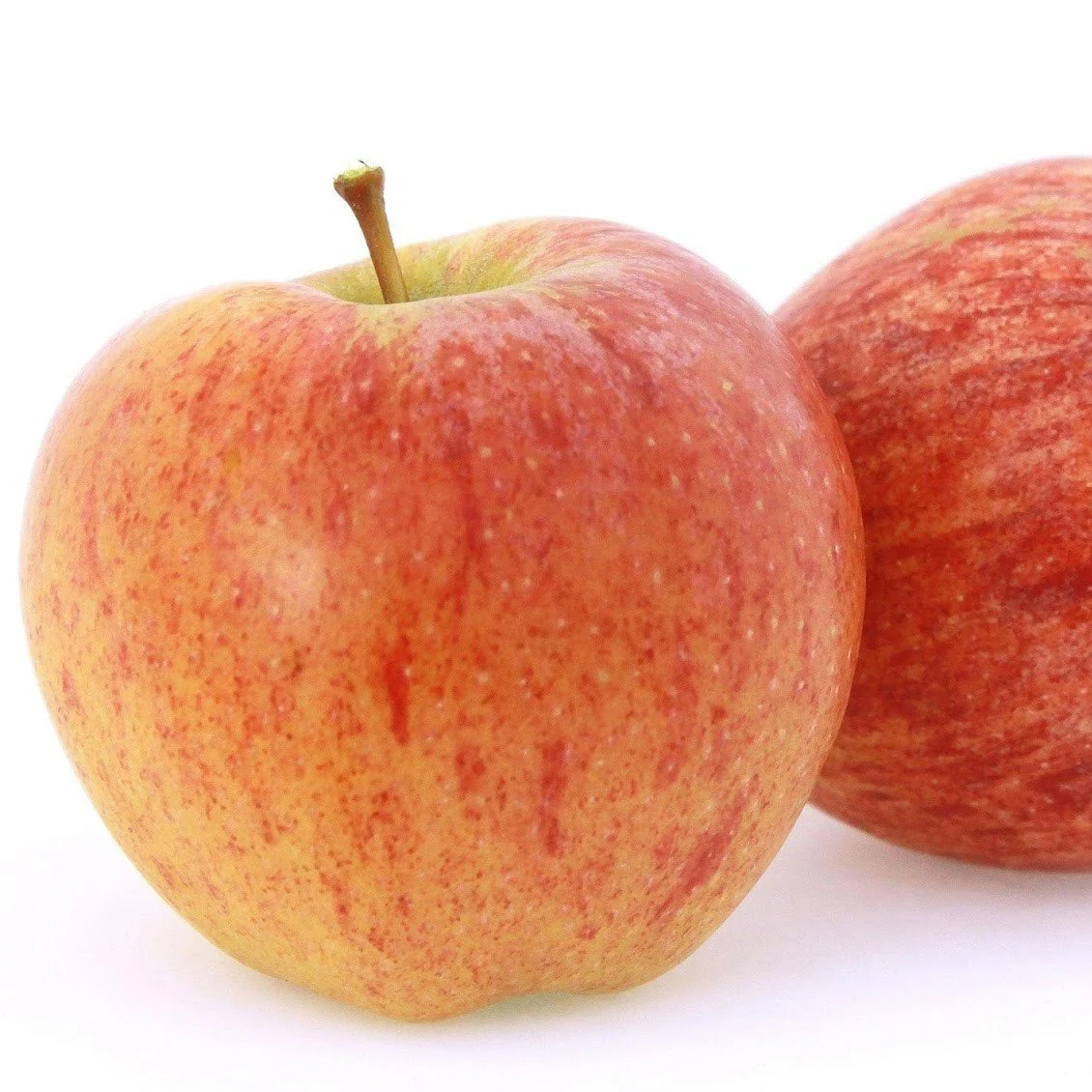 Gala Apple Tree - Image 2