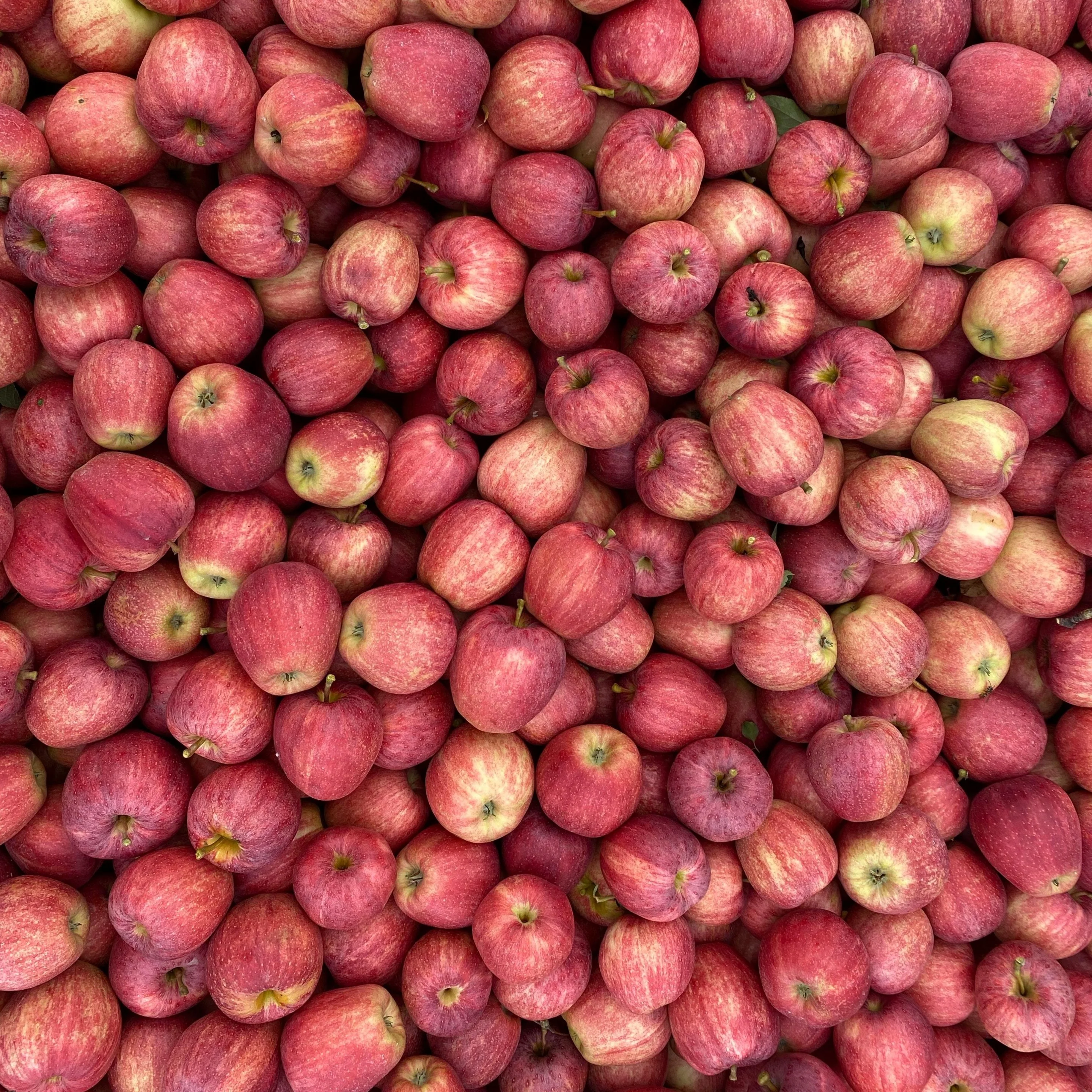 Gala Apple Tree - Image 3