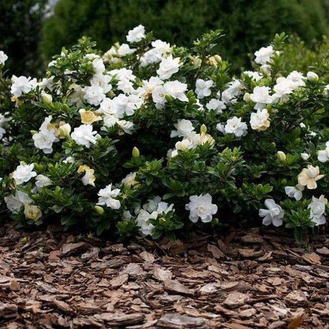 Gardenia Radicans - Image 2