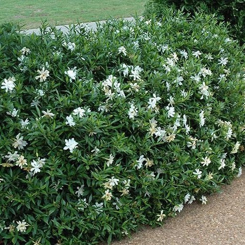 Gardenia Radicans - Image 3