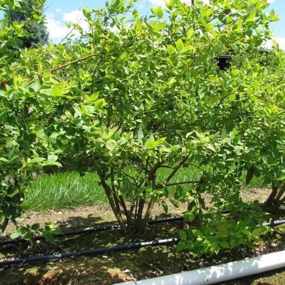 Georgia Gem Blueberry Bush - Image 3