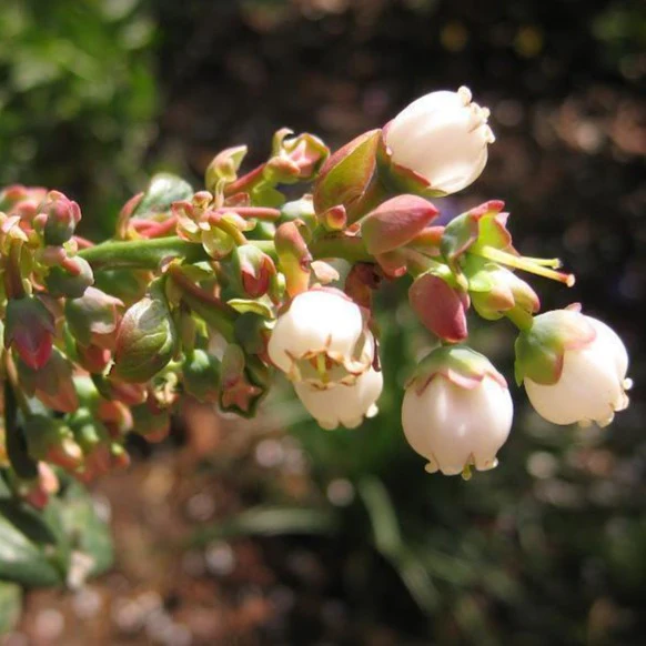Georgia Gem Blueberry Bush - Image 4