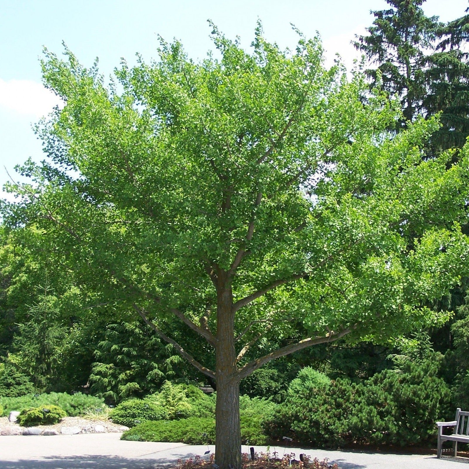 Ginkgo Tree - Image 3