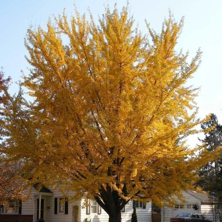 Ginkgo Tree - Image 4