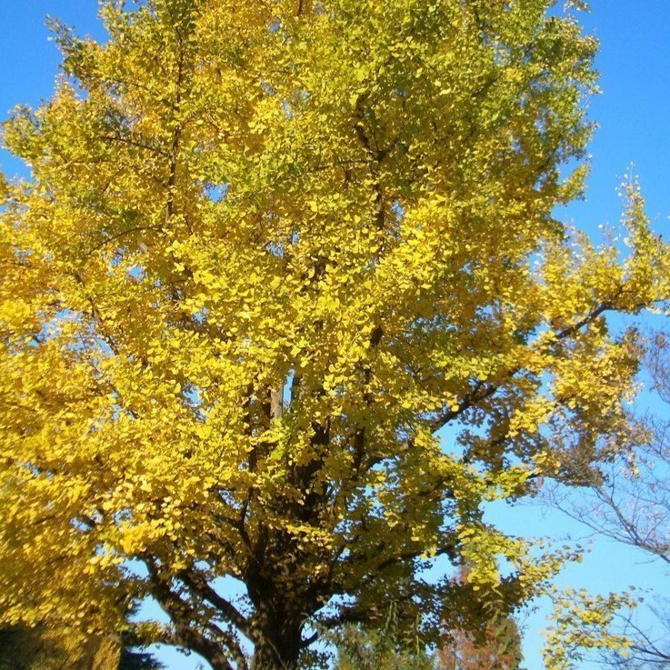 Ginkgo Tree - Image 5