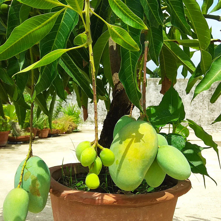 Glenn Mango Tree
