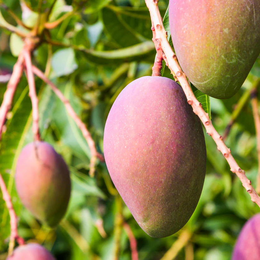 Glenn Mango Tree - Image 2