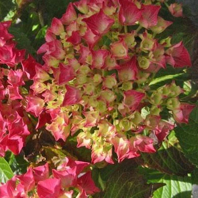 Glowing Embers Hydrangea - Image 2