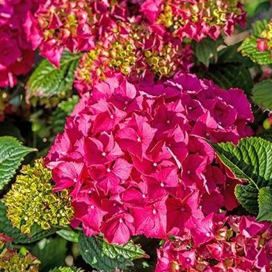 Glowing Embers Hydrangea - Image 3
