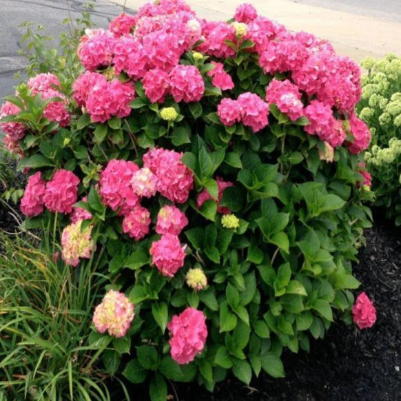 Glowing Embers Hydrangea - Image 4