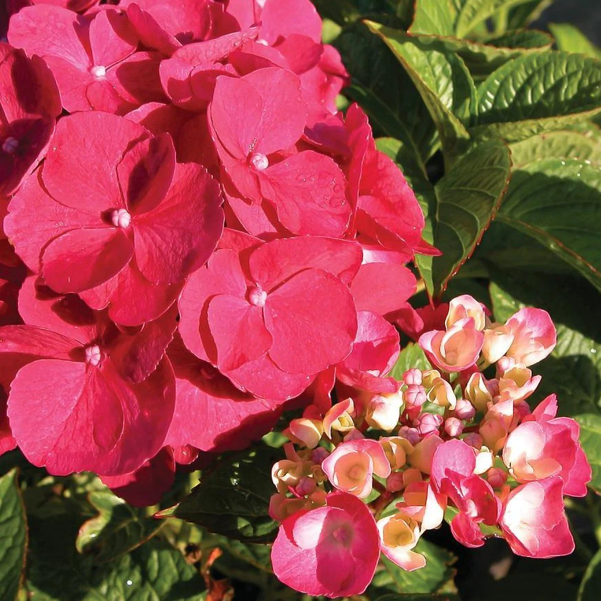 Glowing Embers Hydrangea - Image 5
