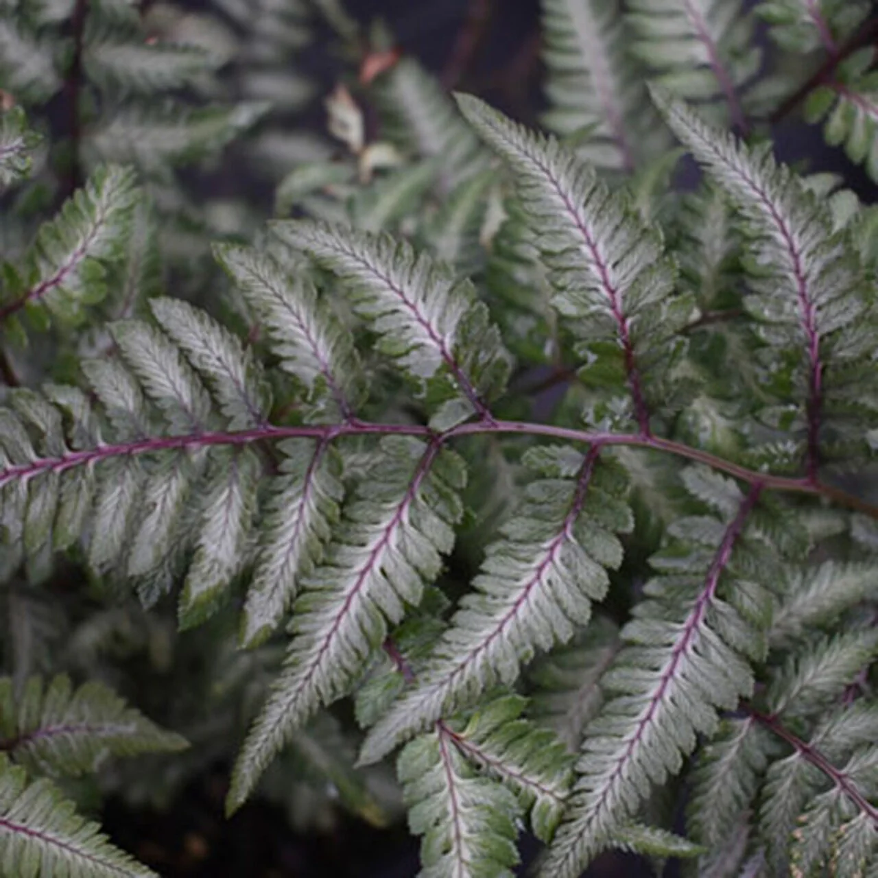 Godzilla Japanese Painted Fern - Image 3