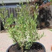 Goji Berry Shrub - Image 3
