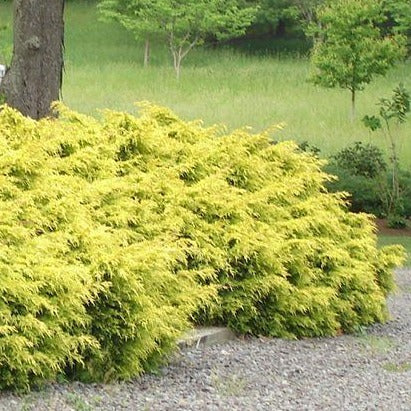 Gold Coast Juniper - Image 3