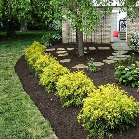 Gold Mop Cypress - Image 3