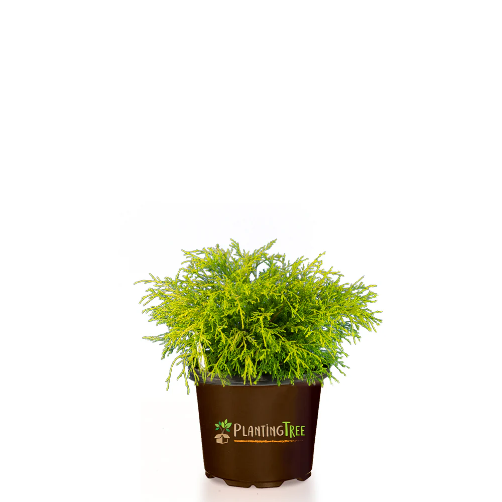 Gold Mop Cypress - Image 4