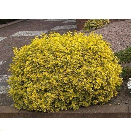 Golden Euonymus - Image 2