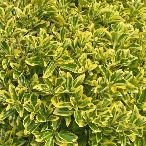 Golden Euonymus - Image 3