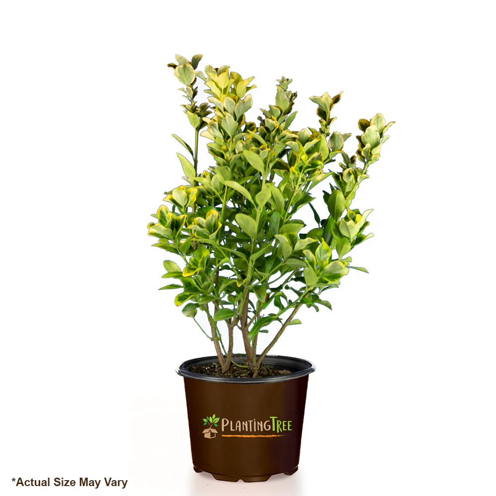 Golden Euonymus - Image 4