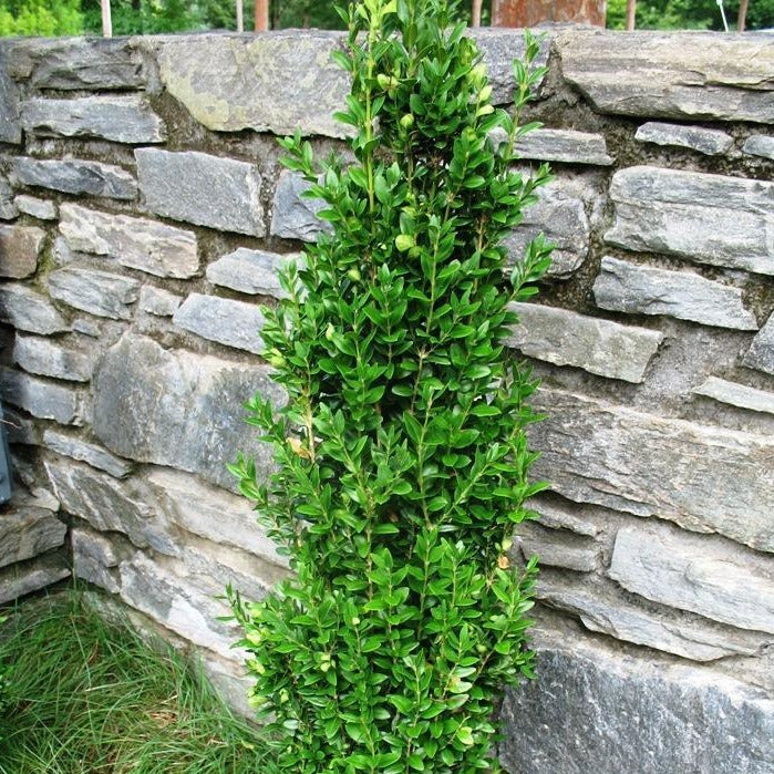 Graham Blandy Boxwood - Image 3