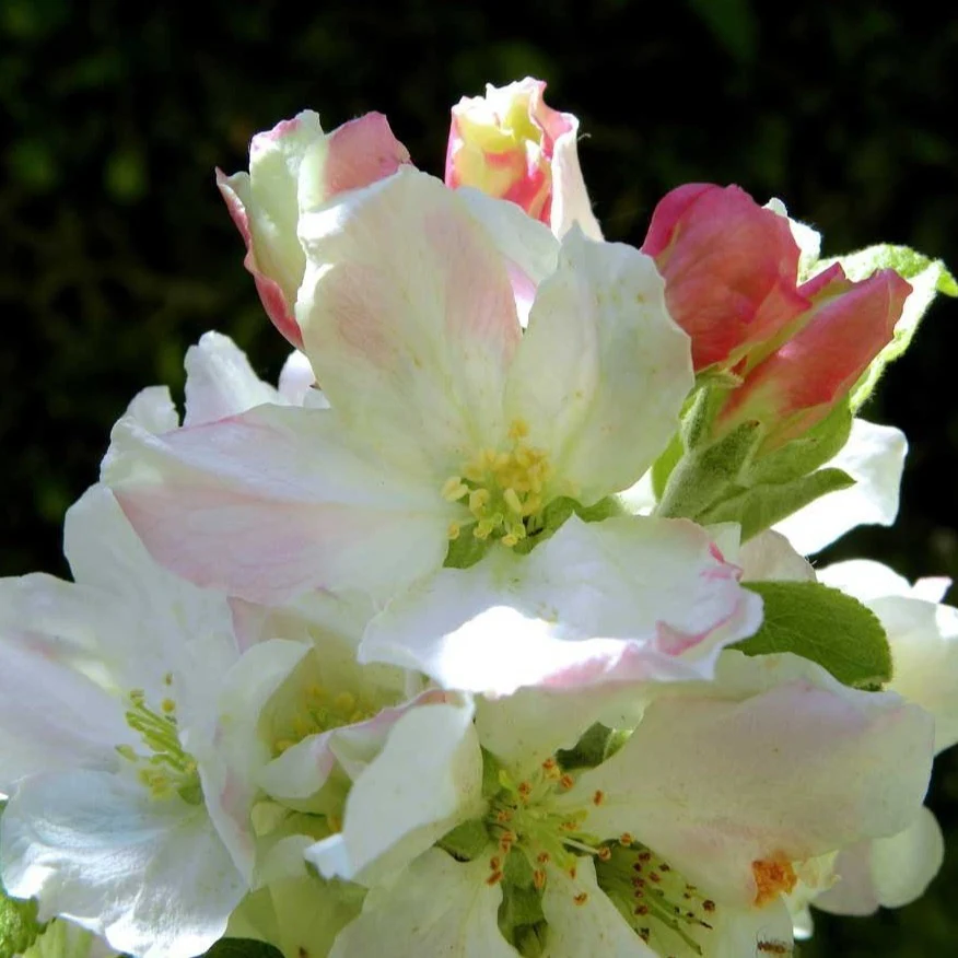 Granny Smith Apple Tree - Image 3