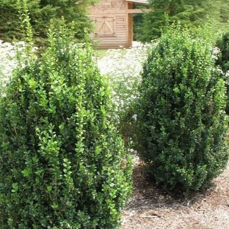 Green Mountain Boxwood - Image 3
