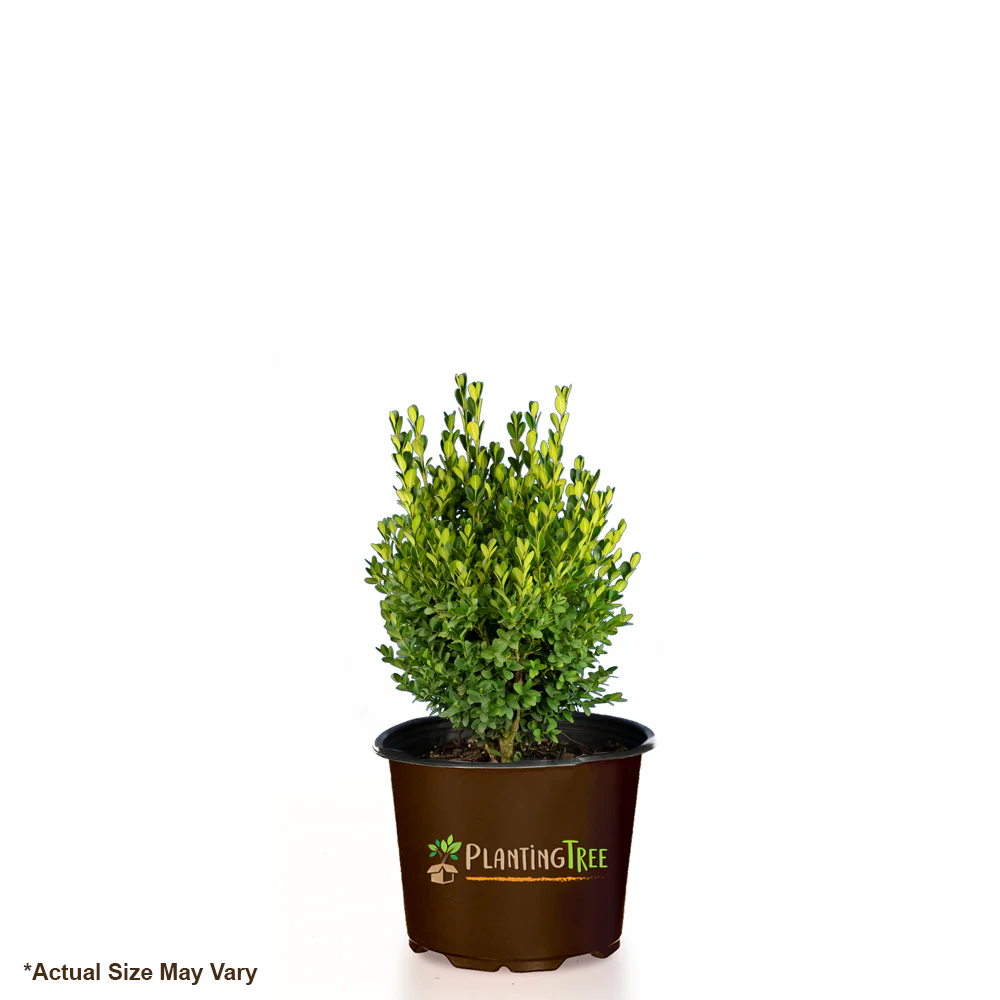 Green Mountain Boxwood - Image 4