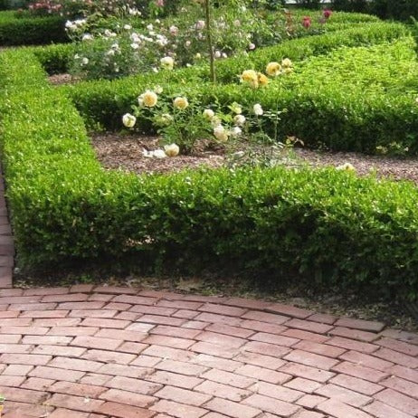 Green Velvet Boxwood - Image 3