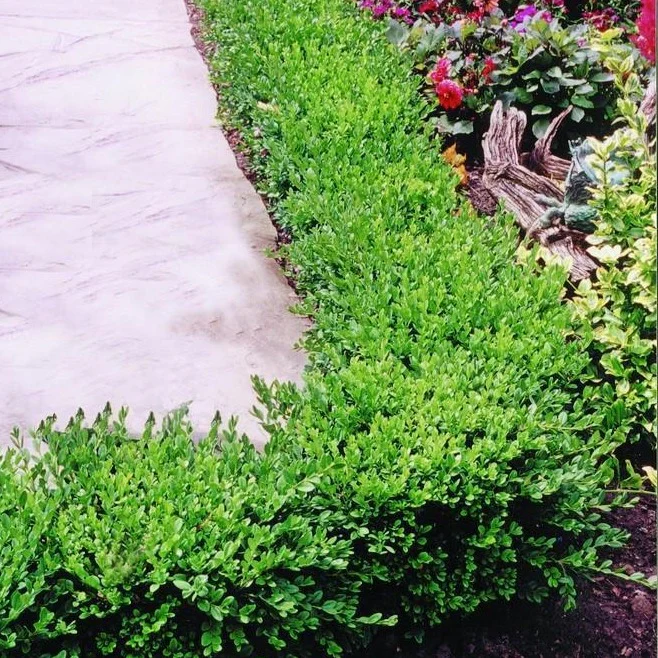 Green Velvet Boxwood - Image 4