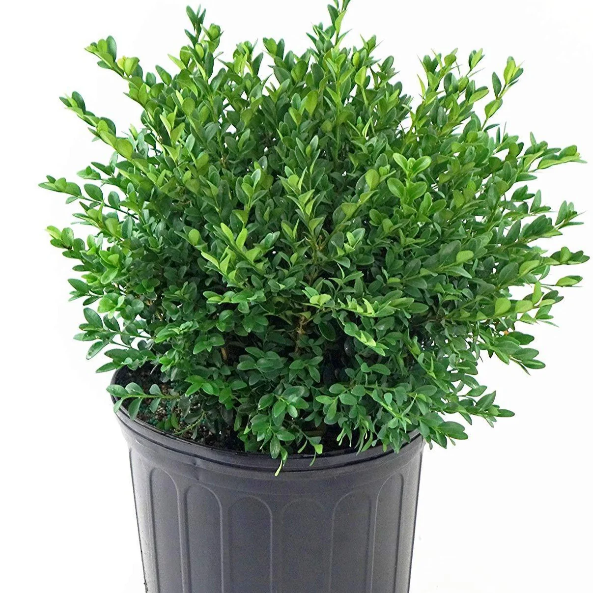 Green Velvet Boxwood - Image 5