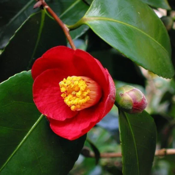 Greensboro Red Camellia - Image 3