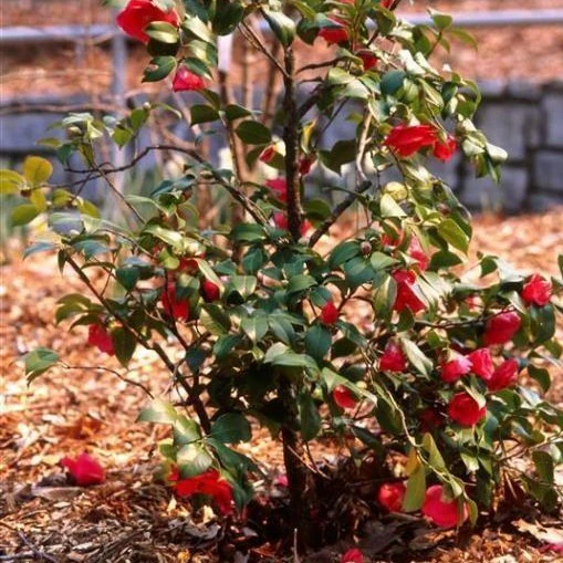 Greensboro Red Camellia - Image 4