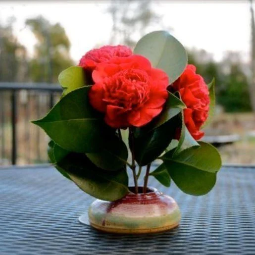 Greensboro Red Camellia - Image 5