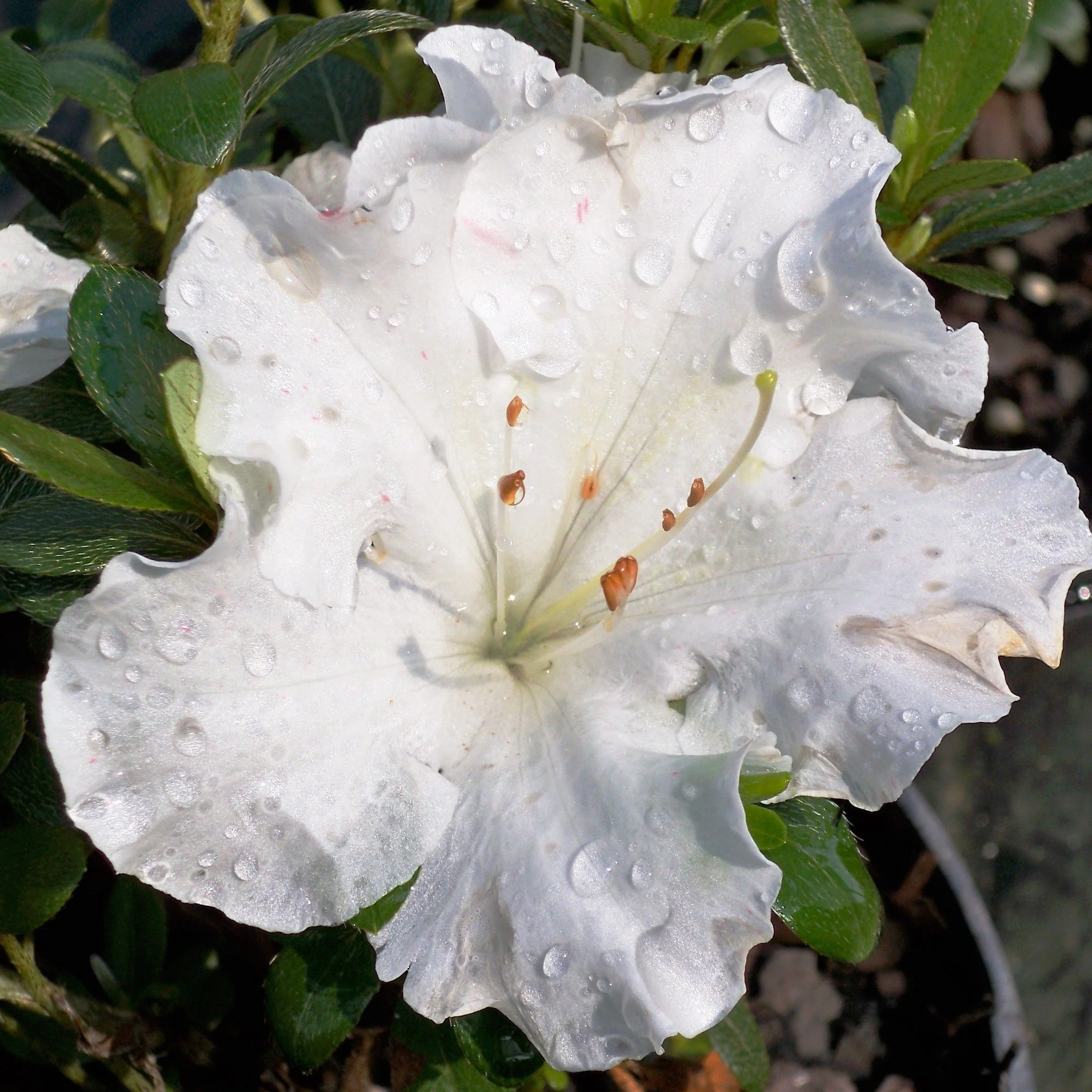 Gumpo White Azalea