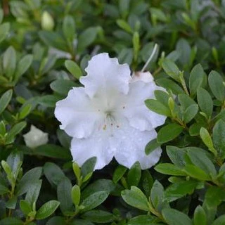 Gumpo White Azalea - Image 2