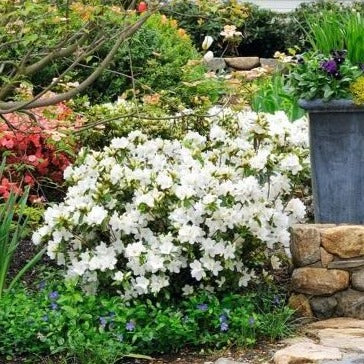 Gumpo White Azalea - Image 3