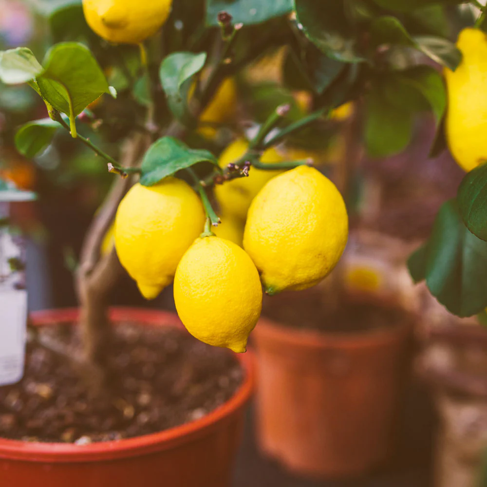 Harvey Lemon Tree