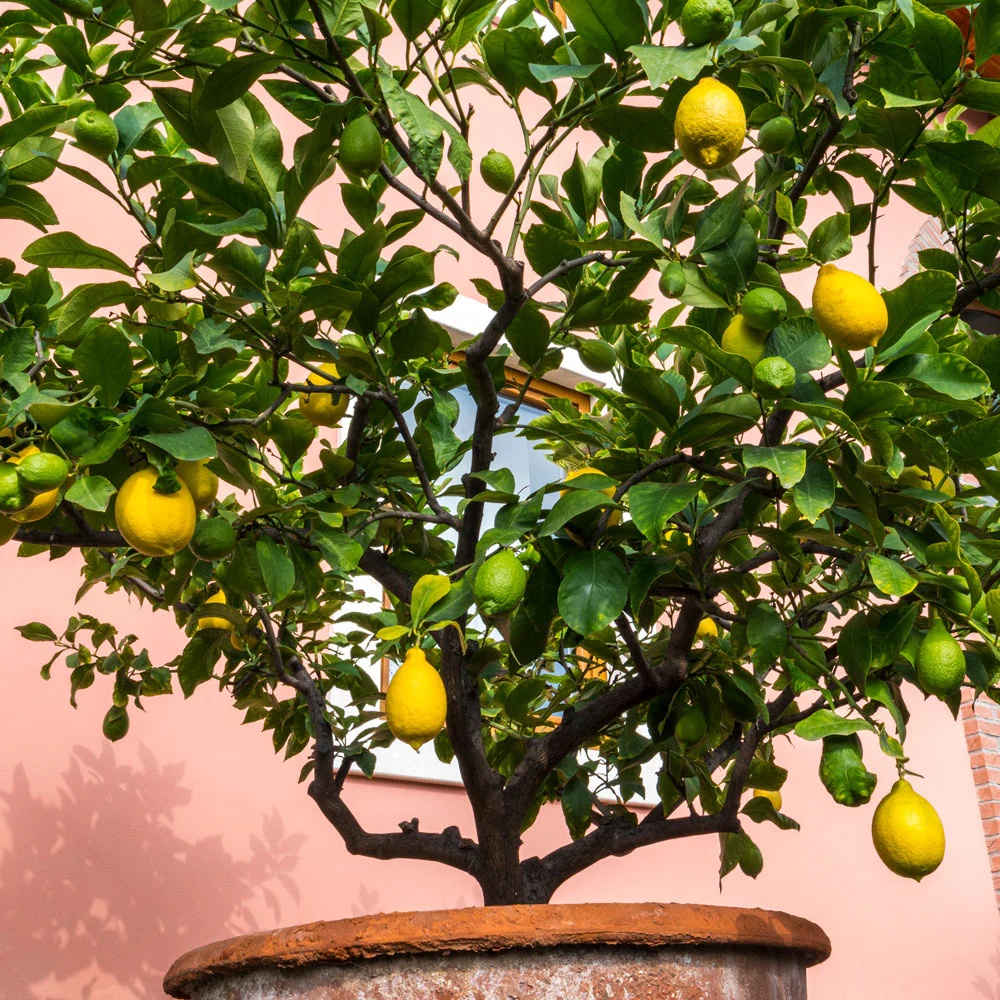 Harvey Lemon Tree - Image 2