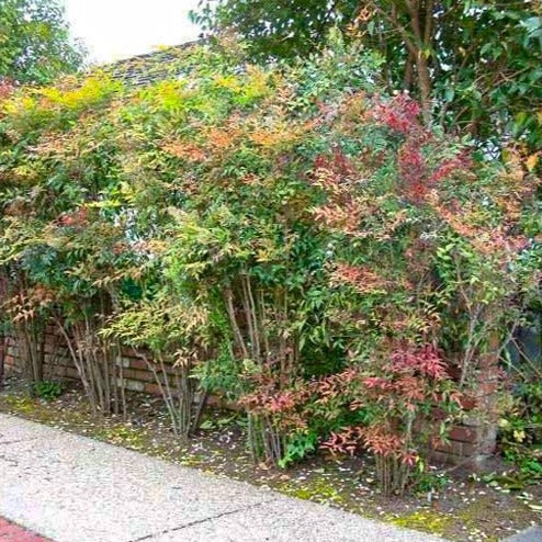 Heavenly Bamboo Nandina - Image 3
