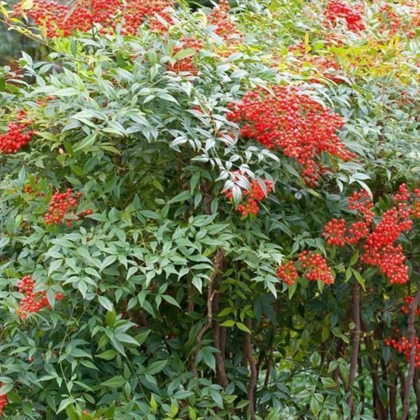 Heavenly Bamboo Nandina - Image 4