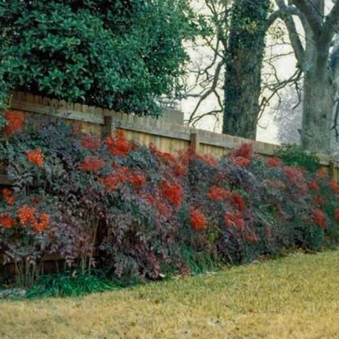 Heavenly Bamboo Nandina - Image 5